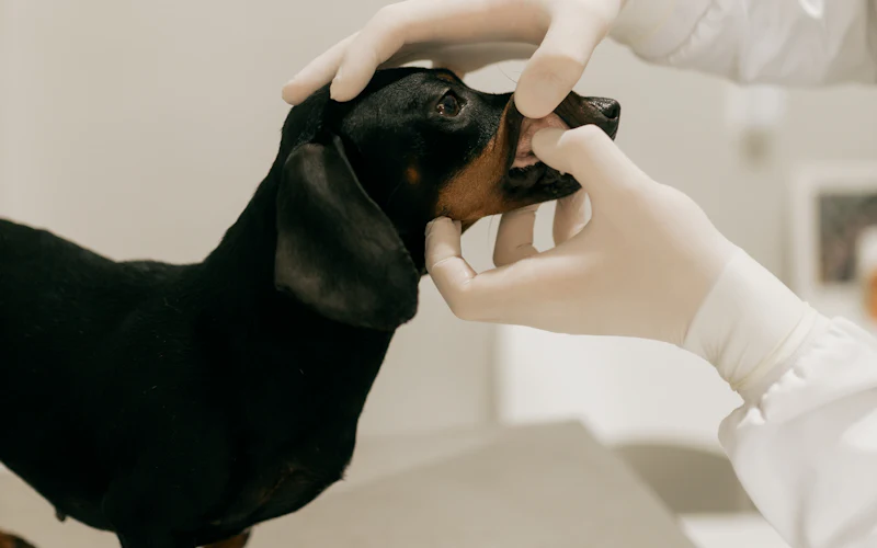 Schwarzer Hund bei der tierärztlichen Untersuchung
