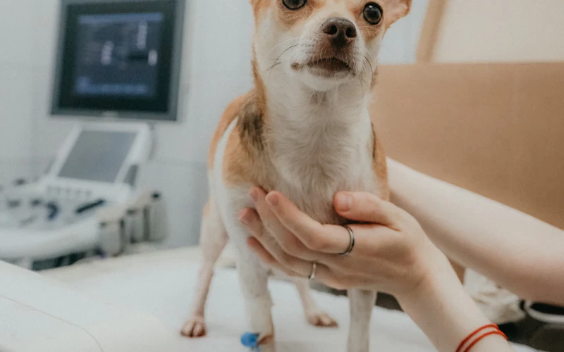 Kleiner Hund wartet in der Klinik