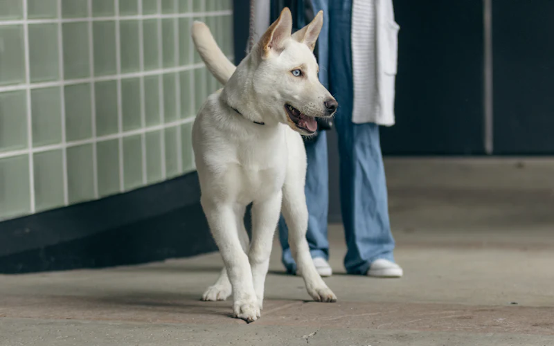 Weisser Hund in der Klinik